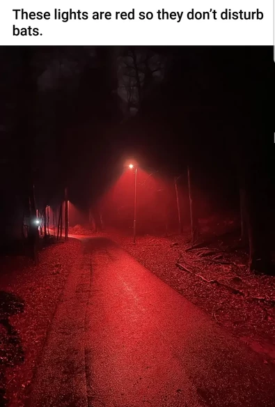 A rural road lit by a red streetlamp that is safer for bats