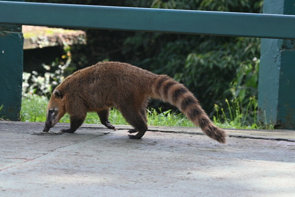 Southwest American coati on a paved surface. Green plants on the background and a green fence.