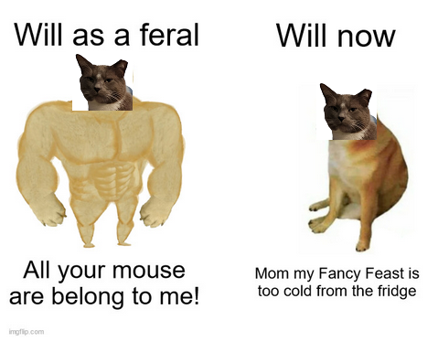 Buff doge/weak doge meme, except my formerly feral cat's grey ear tipped head is photoshopped (actually MS Painted) on to Doge's body

Buff doge is labeled 