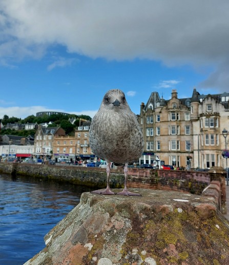 A young grey-feathered seagull sat on a sea wall. It's looking directly at the camera. Oban can be seen in the background.