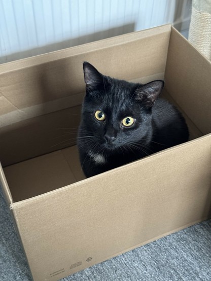 A smallish black cat staring up at you from inside a black box. 