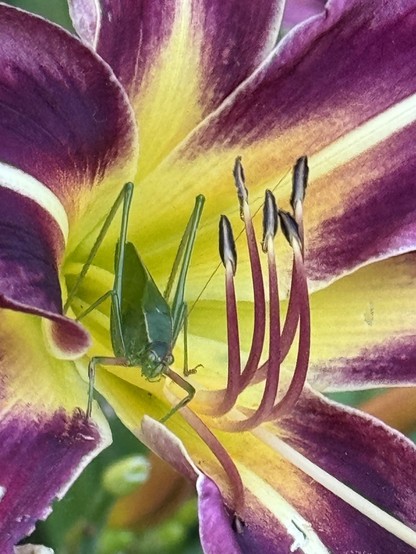 Grasshopper on large deep purple day lily with lime centre 