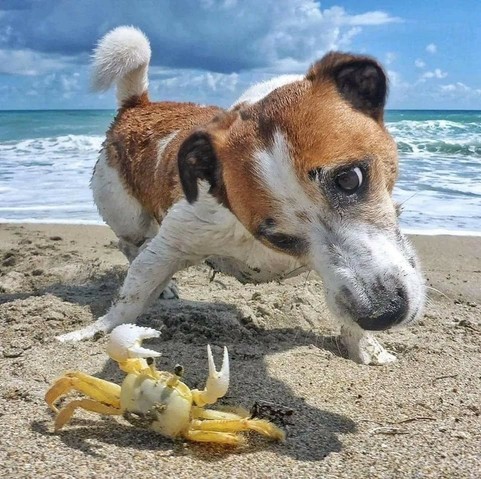 A dog and a crab discussing climate change.