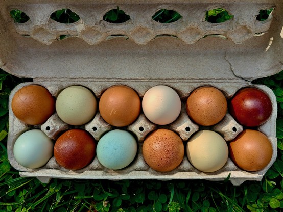 Twelve chicken eggs of multiple colors such a light brown, blue, cream, and copper in a grey cardboard egg carton sitting on green grass with clover leaves too. There is a slight rip in the egg carton.

Taken 16, August 2024 in Oswego, County, New York.