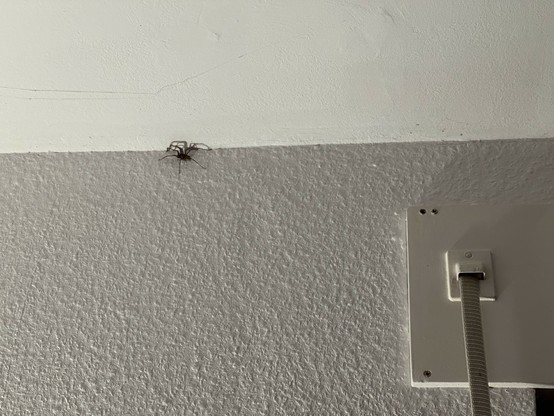 A higher spider at the ceiling. 