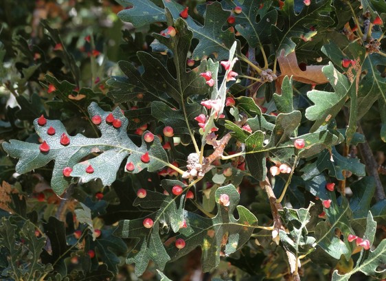 Green oak leaves covered in pink cone-like galls.