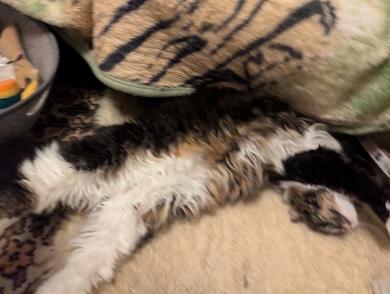 Mischief, a young adult female medium longhair mackerel tabby cat, laying on her back on a sheepskin rug, stretching out spectacularly.