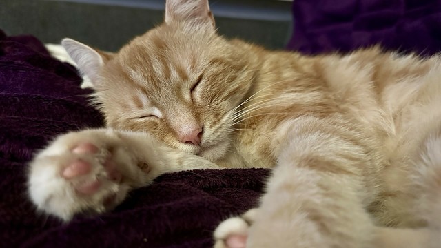 Sleepy on his paw 