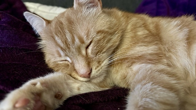 Cute Washy the cat sleepy on the couch 
