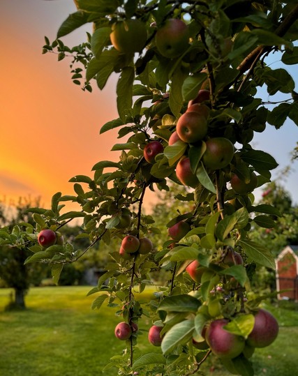 Apples are slowly ripening in a New England orchard at sunset.  