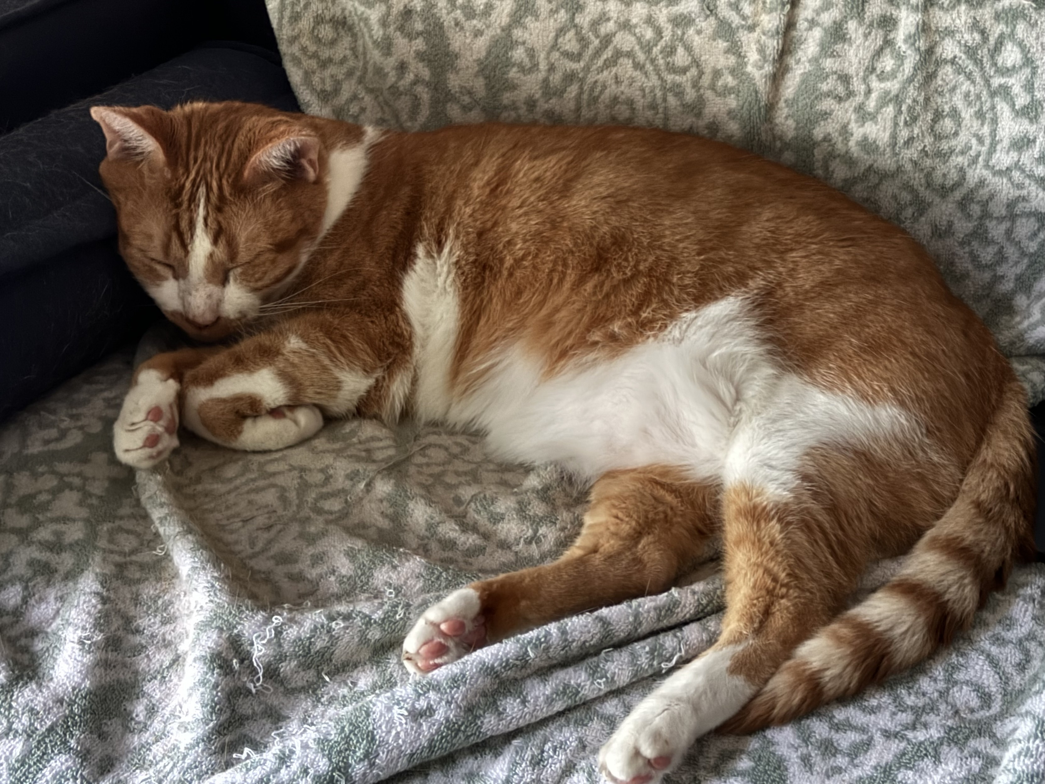 Orange and white kitty having a napsky with his head on the chair’s armrest.