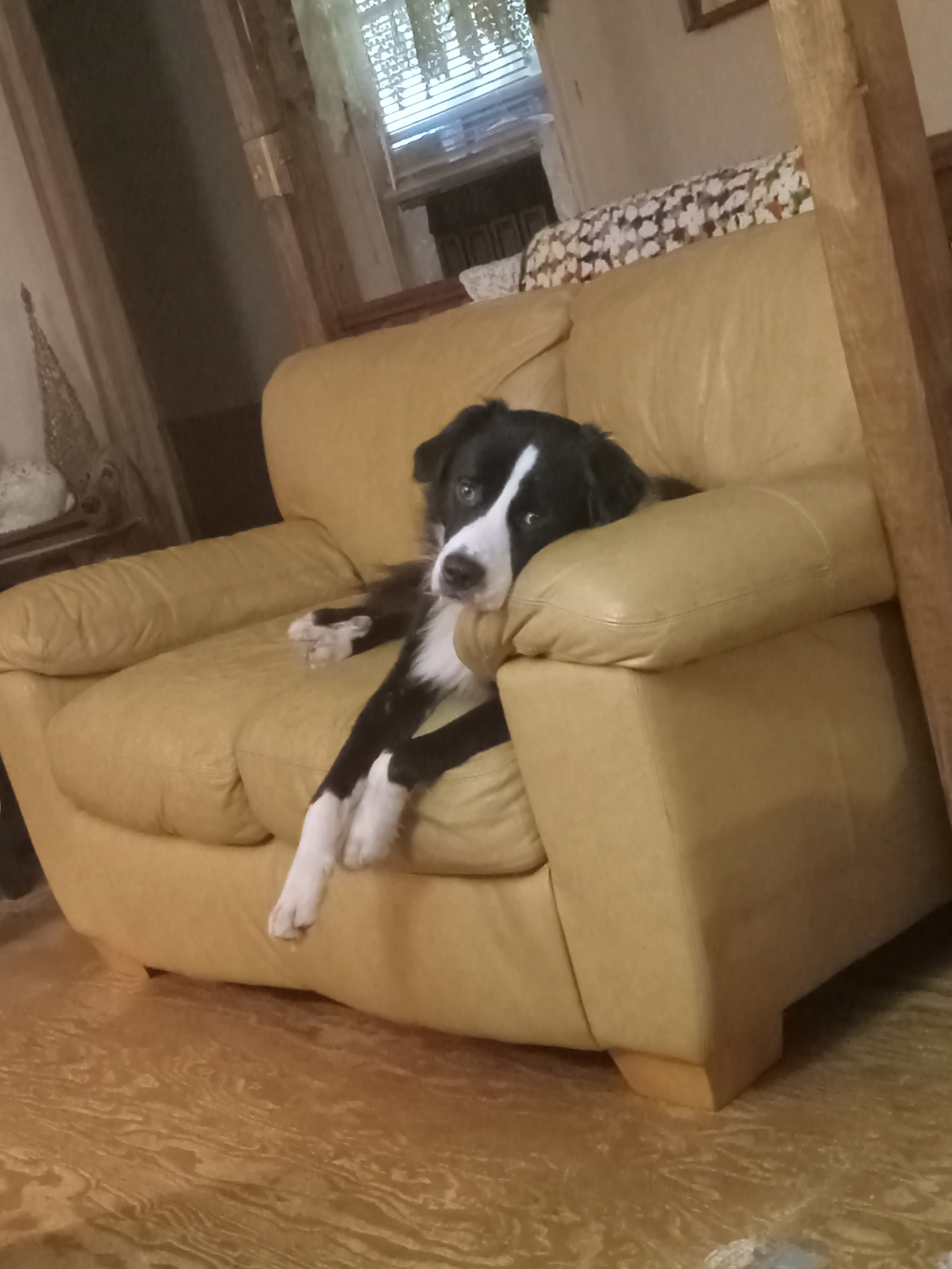 A large dog sitting on a couch, resting his chin on the armrest. 