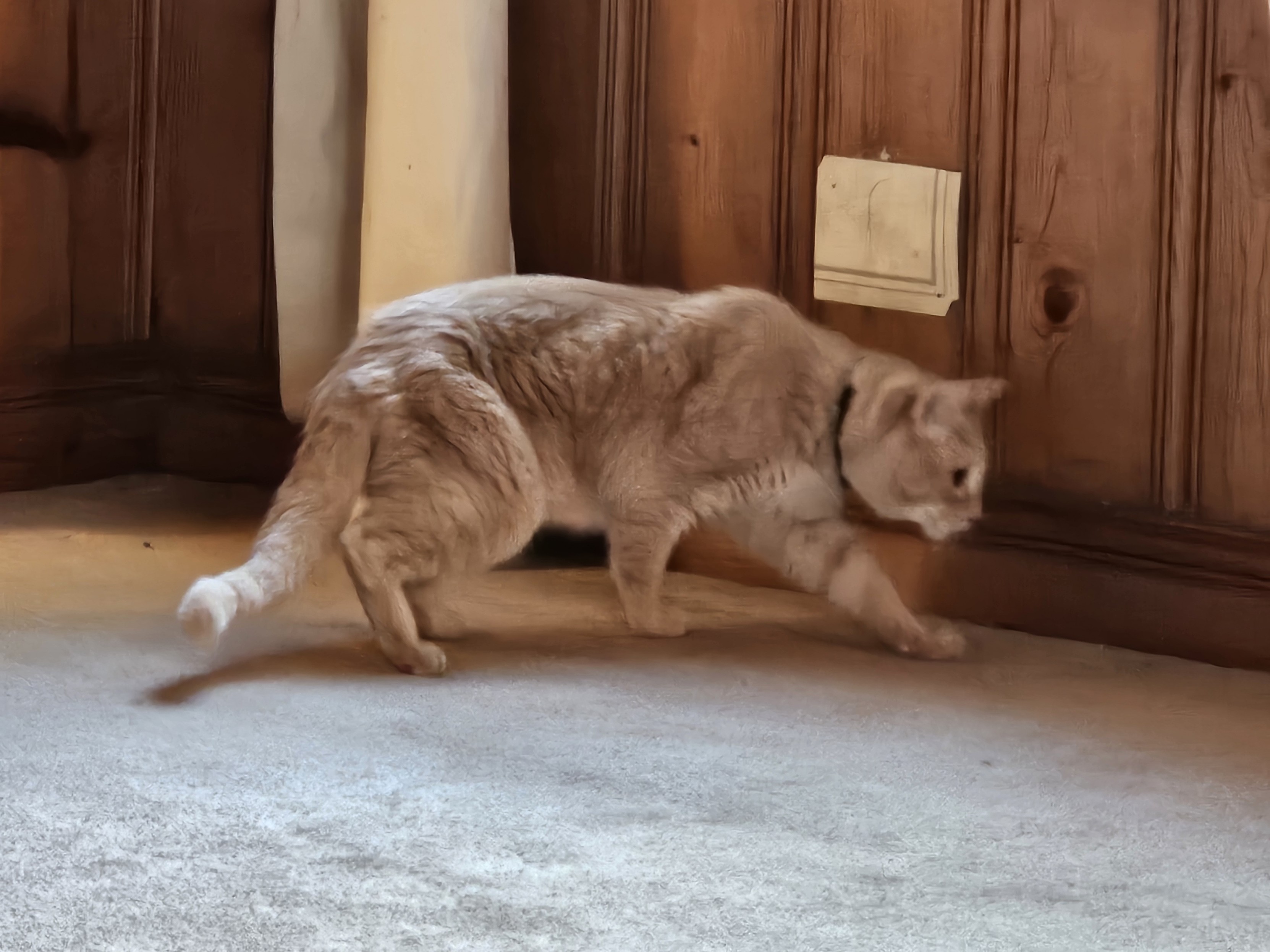 Orange tabby cat walking Iike he's hunting in font of a brown wood wall, a white cord between him and the wall.