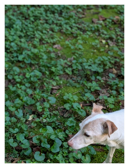 high-angle close-up of a small white terrier with brown markings in bottom right corner, pausing for a moment in a patch of moss and spadeleaf. 