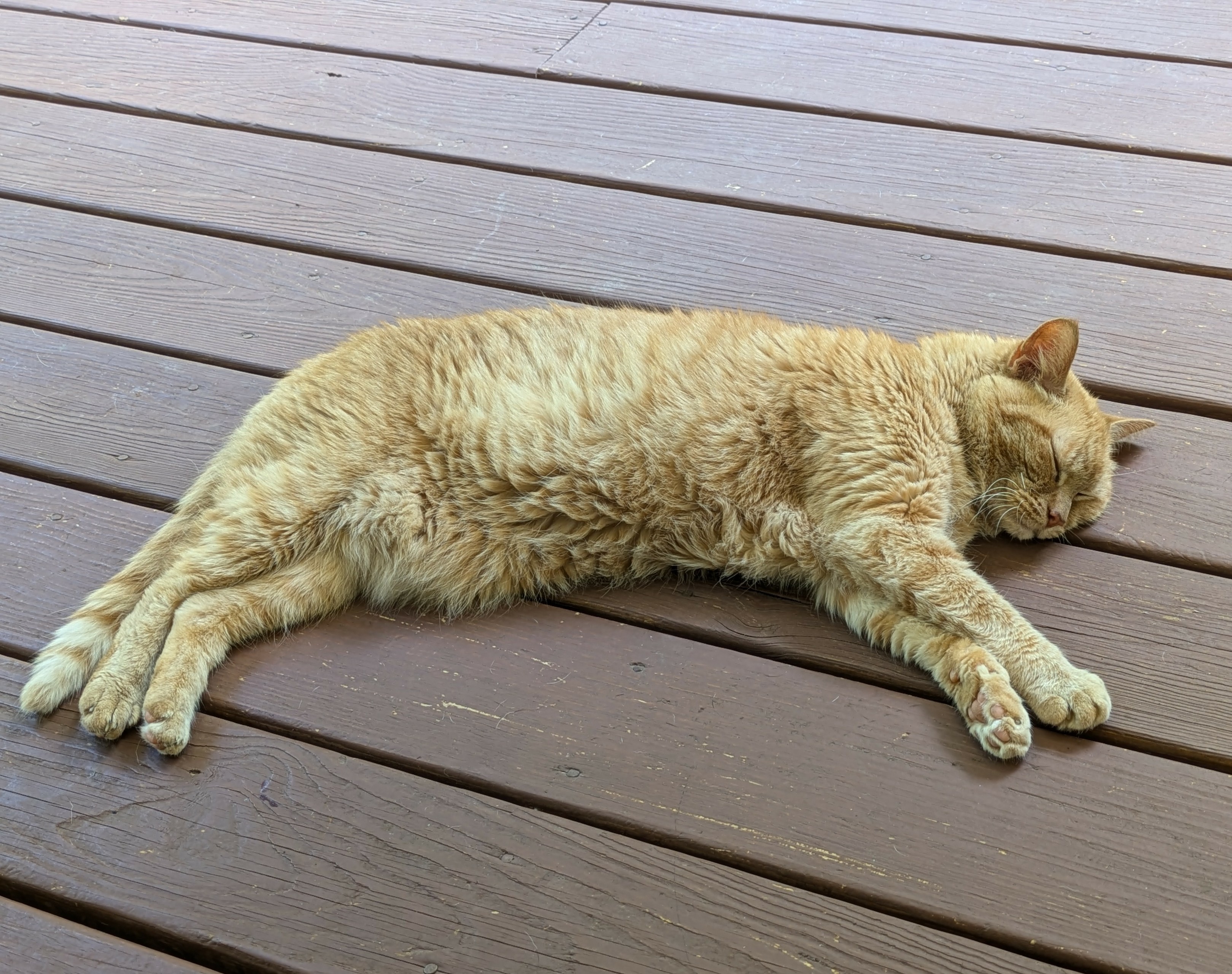 This is a picture of an orange cat, sprawled out on his left side, sleeping on a deck made of dark brown planks.