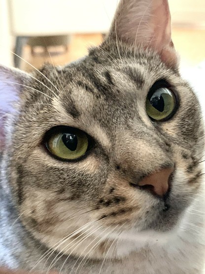 Close-up of a tabby cat with striking green eyes and a soft, detailed coat.