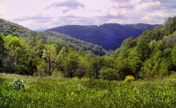 The sun is bright as banks of thick clouds drift towards the horizon. An overgrown meadow of very tall grass and weeds, with a few shrubs sporting bright yellow flowers. Beyond the meadow two wooded ridges meet in a narrow sag with several other wooded ridges cascading to the horizon.