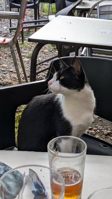 Black & white cat sitting in a chair in a beer garden.