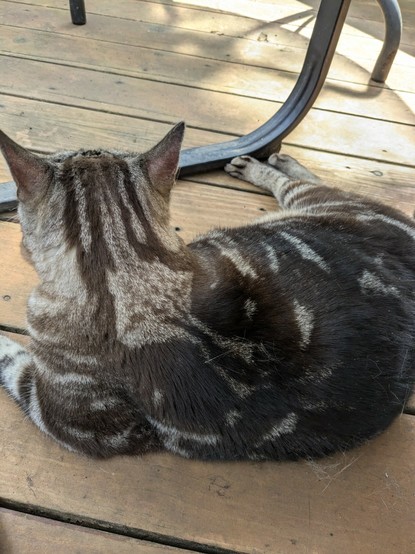 Photo from behind a big domestic shorthair cat lounging in our deck under a chair. The markings may be that of a Sokoke