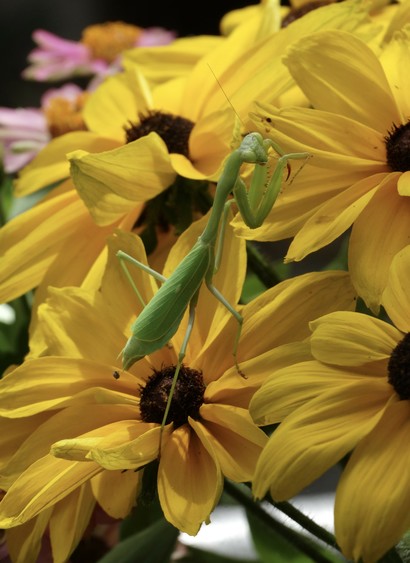 A bright green mantis standing on golden yellow flowers.