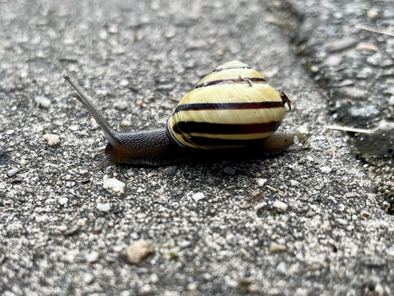 Een huisjes slak kruipt  langzaam voort 