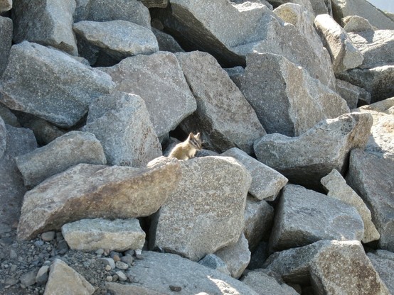 A large rock scree mostly shaded with just a small angle of sun shining to the left of frame and a ray passing over a small chipmunk appearing like a fuzzy sprite in the middle of frame.