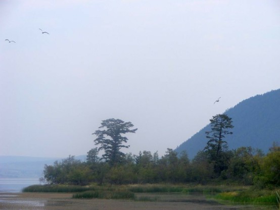 seagulls circling above the lake and trees