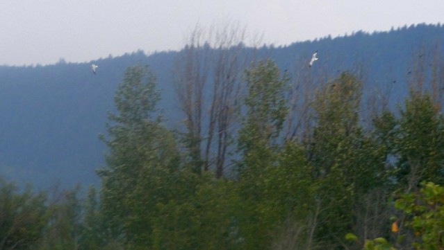 seagulls taunting the crows in the trees