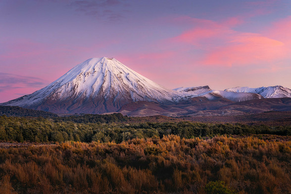 The layers of the landscape in Tongariro National Park. Starting with a foreground of alpine shrubs, your eyes move upward to the dense Beech forest, its rich green canopy creating a lush middle layer. Above the forest, the snow-covered slopes of Mount Ngauruhoe rise dramatically, their pristine white contrasting sharply with the darker hues below.  The sky is painted with the soft, warm colors of dawn – shades of pink, orange, and purple blending seamlessly as the first light of day breaks over the horizon.