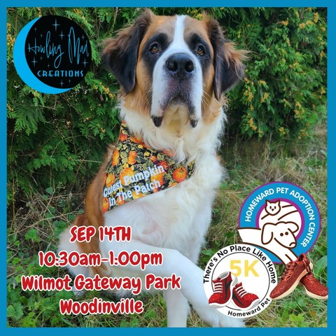 Bowie the Saint Bernard modeling out "Cutest Pumpkin In The Patch" bandana. this is also our banner for an upcoming event for a pet rescue on September 14th at Wilmot Gateway Park in Woodinville WA