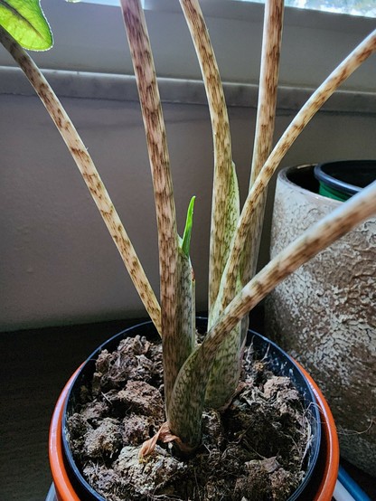 Alocasia Jacklyn houseplant with new leaf just starting to emerge