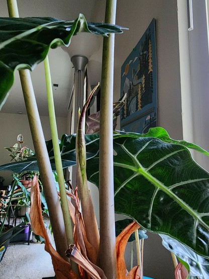 Reddish green new leaf starting to emerge on Alocasia Polly plant