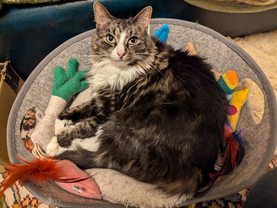 Mischief, a young adult female medium longhair mackerel tabby cat, relaxing in a circular cat bed. She's laying on a fluffy cream-coloured cushion and she is surrounded by multiple Clasicats cat toys. She is looking straight at the camera, contented and at ease.