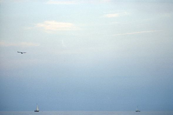 The sailboats sail towards each other from opposite sides of the bottom of the frame, the horizon just beyond them. Closer to the camera, a seagull wings by. 