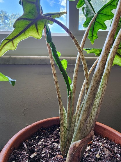 New leaf starting to unfurl on Alocasia Jacklyn plant