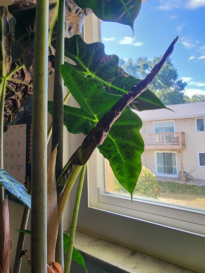 New leaf starting to unfurl on Alocasia Polly houseplant