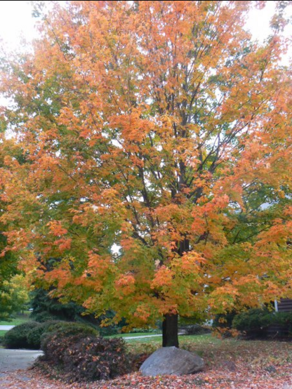 Color image of a maple tree's leaves turning from green to orange and yellow, Bath Township, Summit County, Ohio, USA.