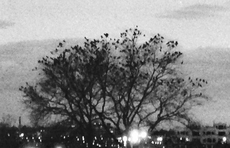 Black and white image of a murder of crows resting in a tree, Perkins Park, Akron, Ohio, USA.