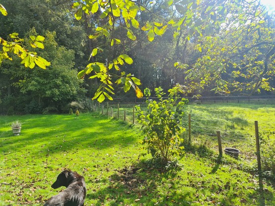 Ons erf vanmiddag met Tess op de voorgrond