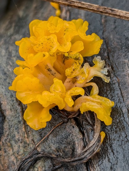 A bright yellow jelly fungus growing from a fallen log. It's a very close shot,and shows some spots of dirt the fungus absorbed as it grew.