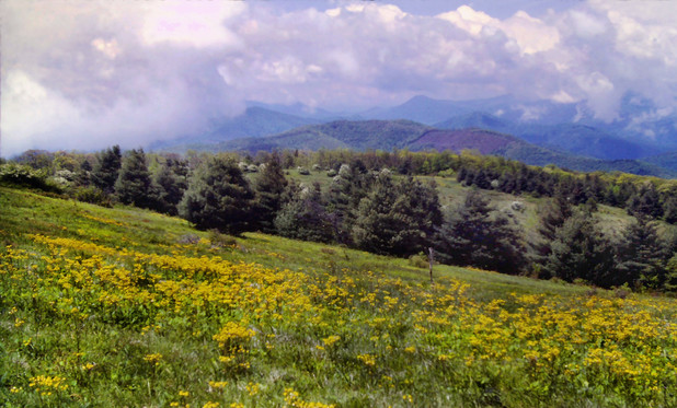 The sun has broken out on a stormy day and the downward sloping meadow before us is bathed in sunshine. Shreds of dissolving clouds stream past us. In the distance, banks of still substantial clouds reflect the bright sunshine. The lush green grass of the meadow is sprinkled with hundreds of yellow daffodils. Farther down the mountainside, the meadow is broken up with pine trees and hardwoods sporting bright white or yellow blossoms.