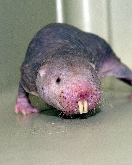 a naked mole rat