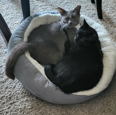 Two short haired, ear tipped cats, one all black and one a grey and white tuxie, lying together crammed into a fluffy grey and white cat bed on a beige carpet 