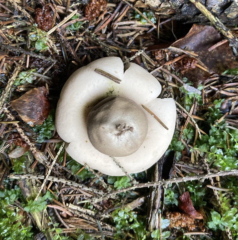 Heller Pilz auf Waldboden mit einem runden olivfarbenen Kopf