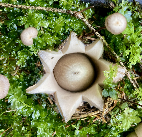 Sternförmiger heller Pilz mit olivfarbenen Kern