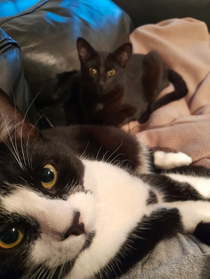 Black and white cat (Mona) and black cat (Kuro) lying on a teal blanket.