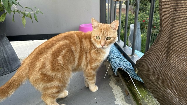 Washy the cat on the balcony 