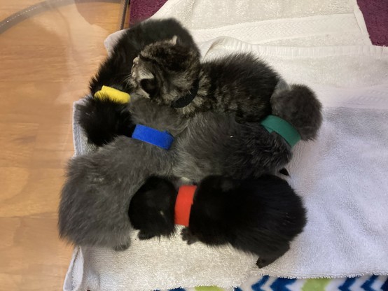 Five one-week-old kittens, despite the shelter paperwork claiming only four. They are piled together for comfort and warmth.