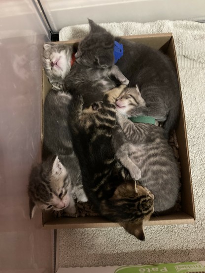 Five 3-week-old kittens squished together sleeping in a disposable litter box. Luckily, they have another litter box for regular use.