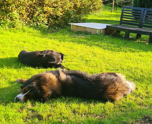 Tess en Bruce liggen in het gras